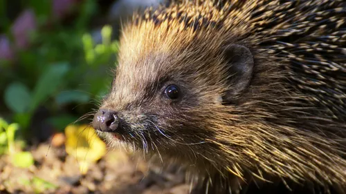 A Paris, ouverture prochaine d’un hôpital… pour hérissons !